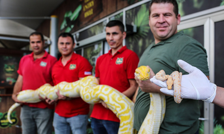 41 yavru piton ziyaretçilerin ilgi odağı oldu - Resim: 4