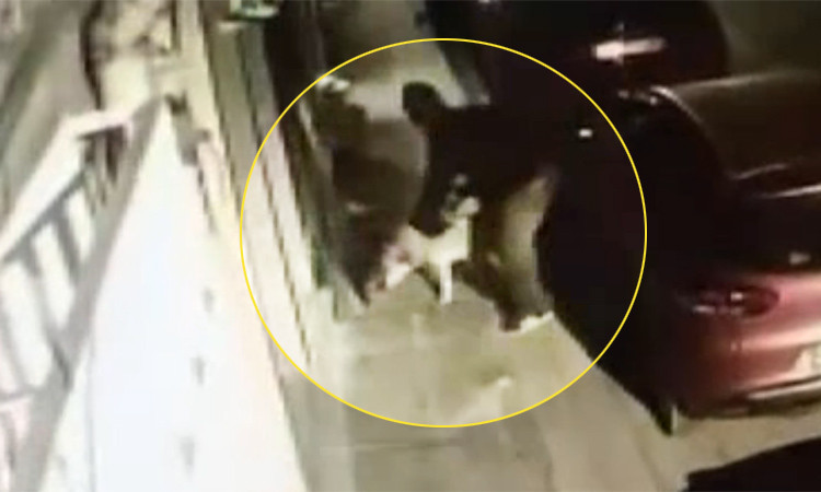 Fatih'te köpeğe tecavüz görüntüleri isyan ettirdi işte o köpeğin son hali - Resim: 2