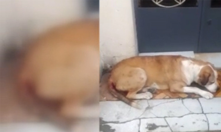 Fatih'te köpeğe tecavüz görüntüleri isyan ettirdi işte o köpeğin son hali - Resim: 3