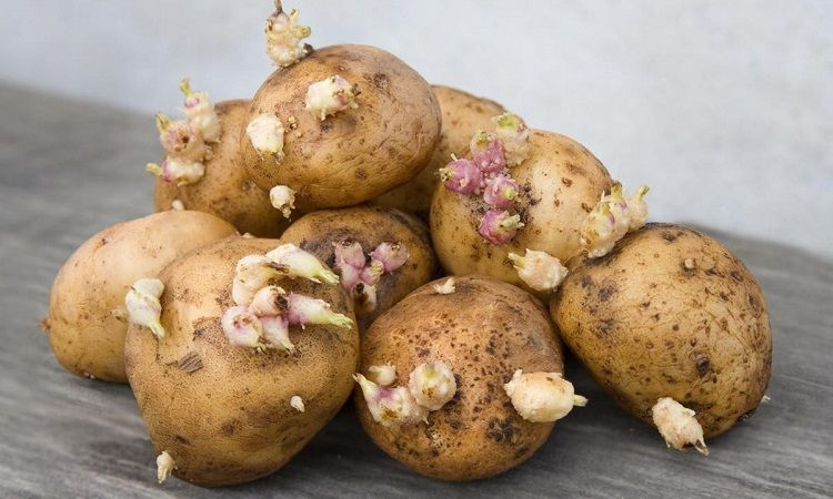 Uzman uyardı! Filizlenen patates öldürebilir - Resim: 3