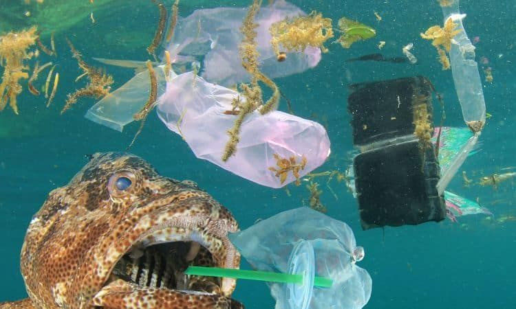 Balıktan vazgeçemeyenler dikkat! Hamsi, palamut, istavrit, lüfer ve barbunda büyük tehlike - Resim: 3