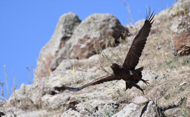 Doğa derneğinden kızıl şahinlere uydudan takip  - Resim: 3