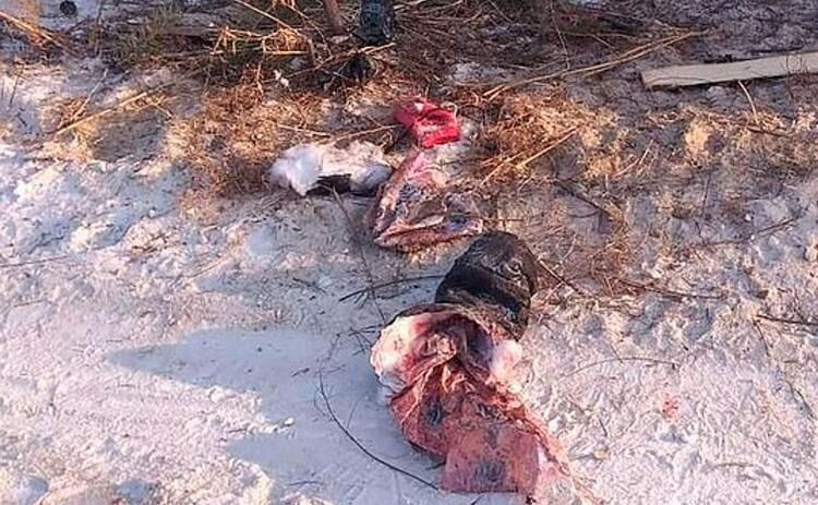 Genç kız kabusu yaşadı yüzünde sadece gözleri kaldı! Korkunç halde bulundu - Resim: 3