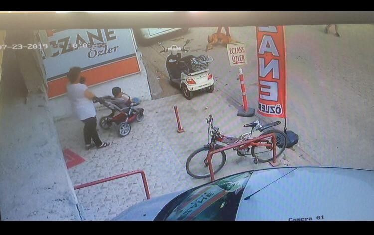 Adana'da Pitbull cinsi köpeğe 'Çıtır'ı parçalatan üç çocuk yakalandı - Resim: 2