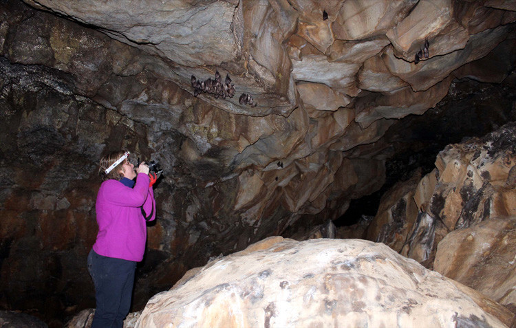 Hatay'daki lav tüpü mağaraları yabani hayvanlara "yuva" oldu - Resim: 2