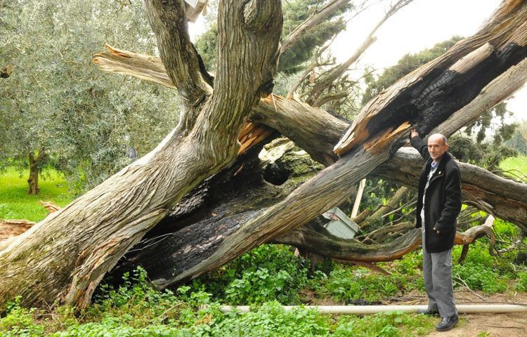 700 yıllık servi ağacını arılar yüzünden yok ettiler! Bursa'da şok olay - Resim: 1