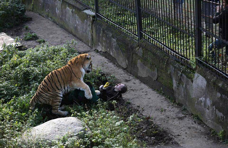Görenlerin kanını dondurdu bir anda bakıcısının üstüne atladı ve... - Resim: 3