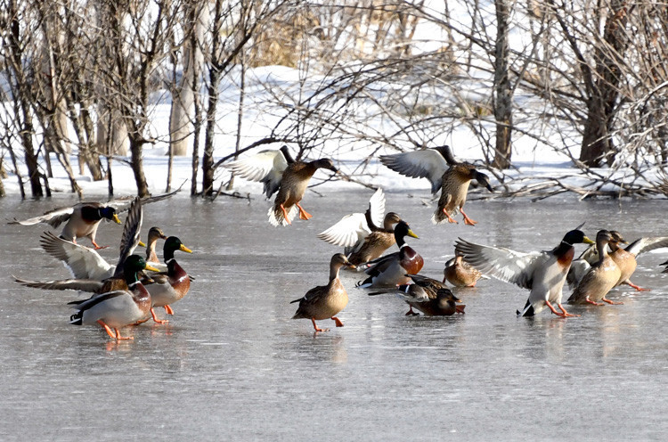 Gölün yüzeyi buz tuttu ortaya kartpostallık görüntüler çıktı - Resim: 2