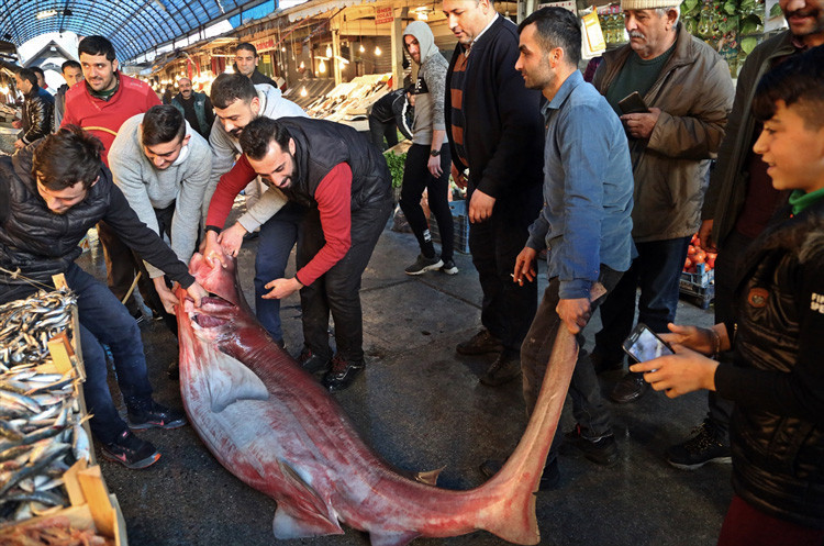 Mersin'de yakalandı tam 4 metre uzunluğunda  - Resim: 1