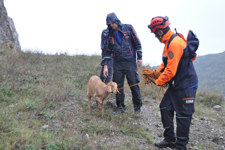 Bartın'da kayalıklarda mahsur kalan Bediş kurtarıldı - Resim: 1