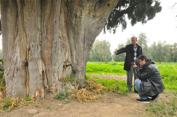700 yıllık servi ağacını arılar yüzünden yok ettiler! Bursa'da şok olay - Resim: 2