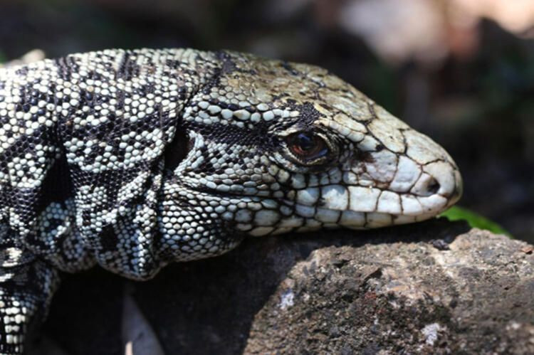 Ülke şokta! İstilacı tür önüne geleni yiyor köpek büyülüğünde - Resim: 2