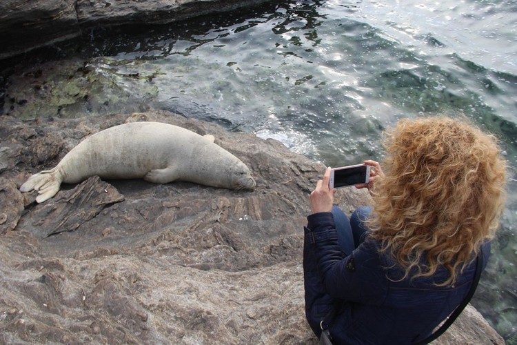 Kayalıklara çıkan Akdeniz fokuna büyük ilgi - Resim: 1