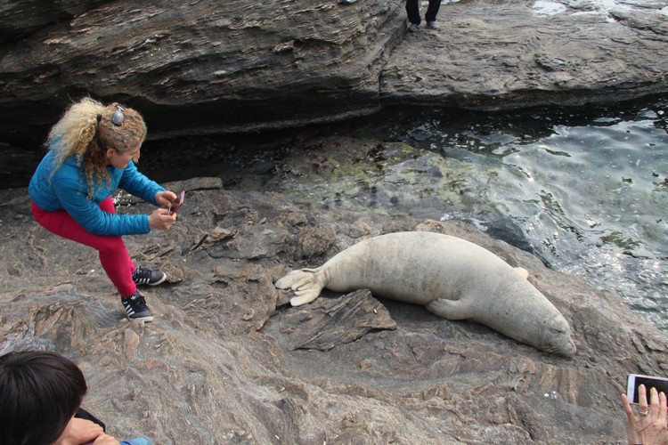 Kayalıklara çıkan Akdeniz fokuna büyük ilgi - Resim: 2