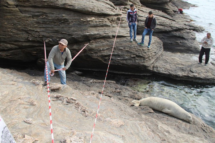 Kayalıklara çıkan Akdeniz fokuna büyük ilgi - Resim: 3