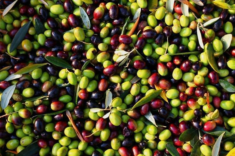 Zeytin çekirdeği yemenin faydaları neler? - Resim: 4