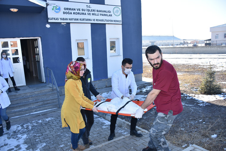 Bakanlık kazazede vaşağı uydudan izleyecek - Resim: 1