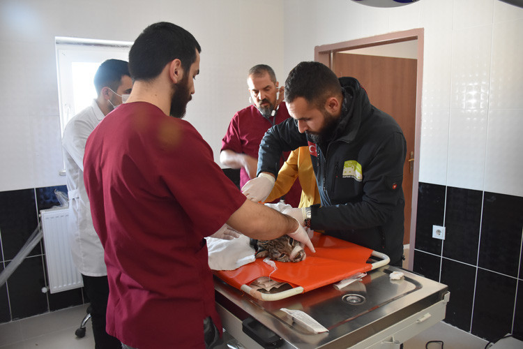 Bakanlık kazazede vaşağı uydudan izleyecek - Resim: 3