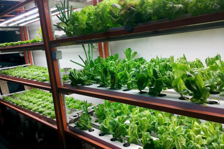 Bu iskenderin içinde bir gram et yok! - Resim: 4