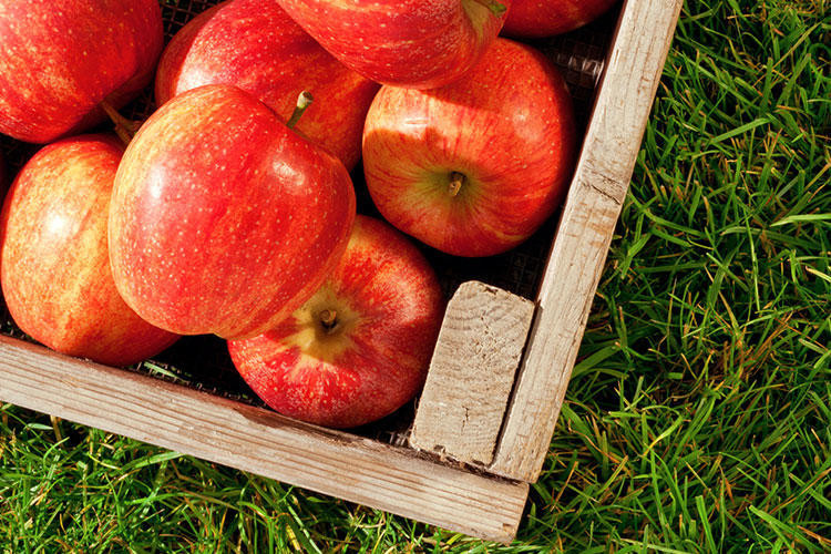 Her şey mevsiminde güzel: İşte ay ay sebze meyve takvimi! - Resim: 1