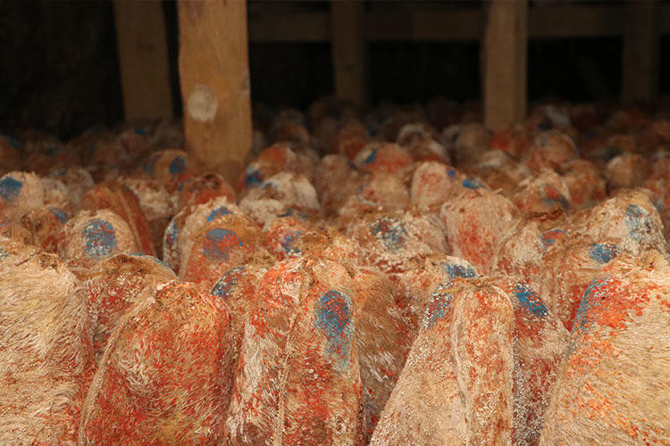 Mağaradan çıkan lezzet: Sadece 45 ton var! - Resim: 1