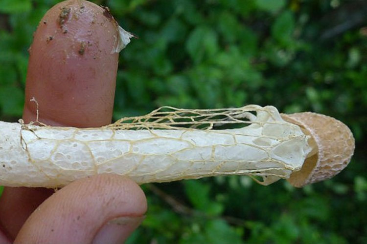 Bilim adamları bile şaştı kaldı! Koklayan anında orgazm oluyor - Resim: 2