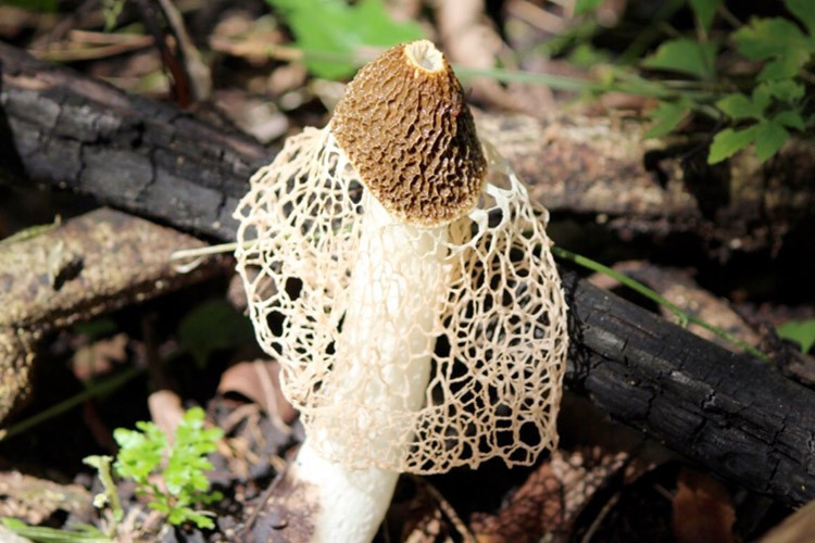 Bilim adamları bile şaştı kaldı! Koklayan anında orgazm oluyor - Resim: 3