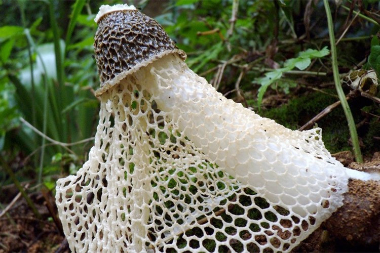 Bilim adamları bile şaştı kaldı! Koklayan anında orgazm oluyor - Resim: 4