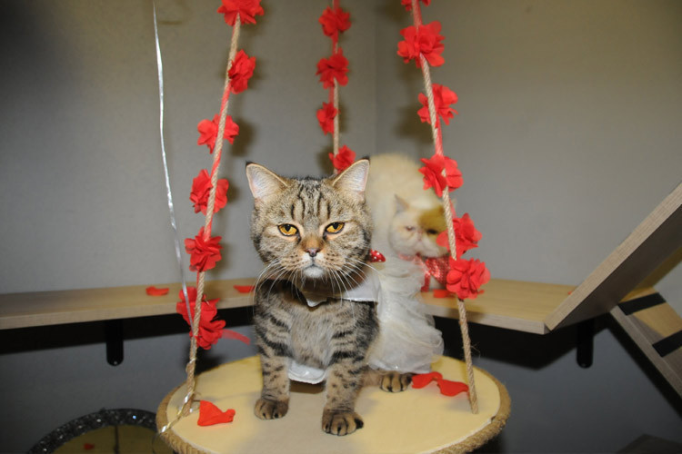 Otelin böylesi görülmedi kedilere hizmet veriyor kral dairesi bile var! - Resim: 3