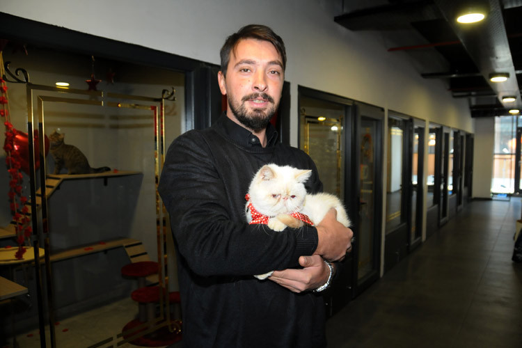 Otelin böylesi görülmedi kedilere hizmet veriyor kral dairesi bile var! - Resim: 4