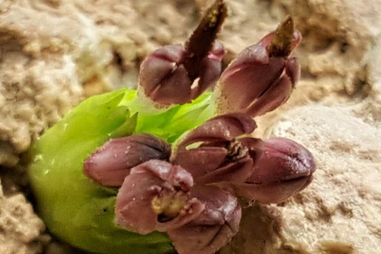 Yeni bir bitki türü keşfedildi! Turşu, sakız ve çerez olabiliyor - Resim: 3