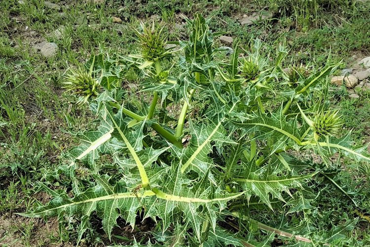 Yeni bir bitki türü keşfedildi! Turşu, sakız ve çerez olabiliyor - Resim: 2