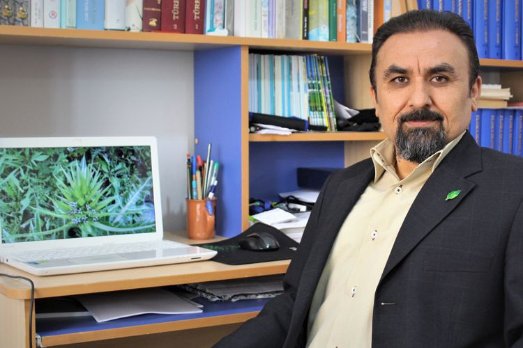 Yeni bir bitki türü keşfedildi! Turşu, sakız ve çerez olabiliyor - Resim: 4