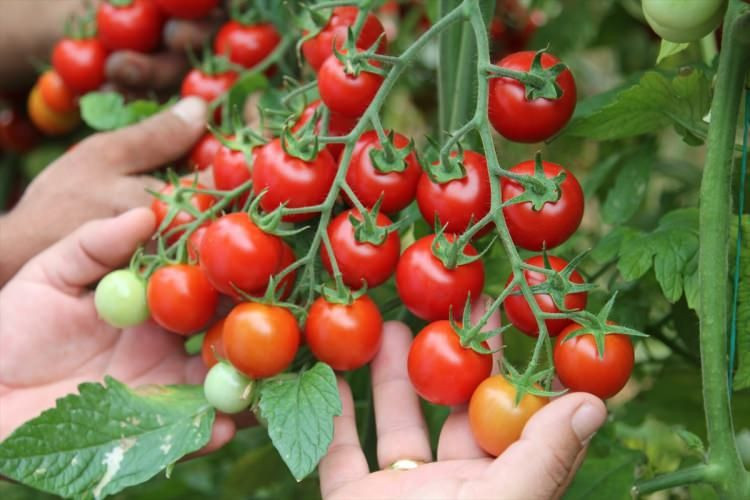Diyet uzmanları yaşlanmayı yavaşlatan gıdaları listeledi bakın o gıdalar neler - Resim: 3