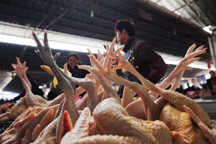 Dikenli vatoz, oklu kirpi, yumuşak kabuklu kaplumbağa! Bunları yemek lüks sayılıyormuş - Resim: 1