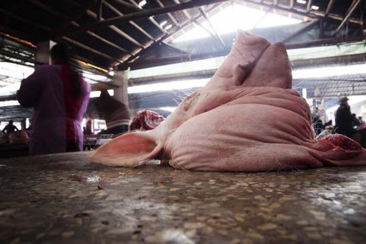 Dikenli vatoz, oklu kirpi, yumuşak kabuklu kaplumbağa! Bunları yemek lüks sayılıyormuş - Resim: 2