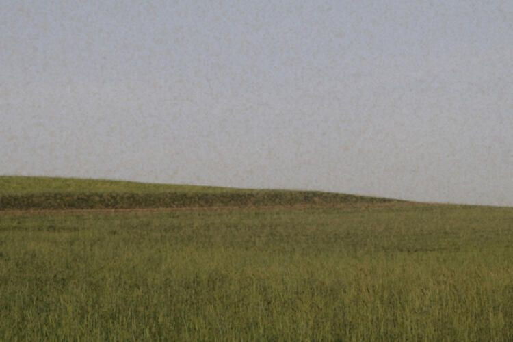 Köylüler çekti Yozgat'a bulut gibi geldiler! Esrarengiz sarı sinek istilası - Resim: 2