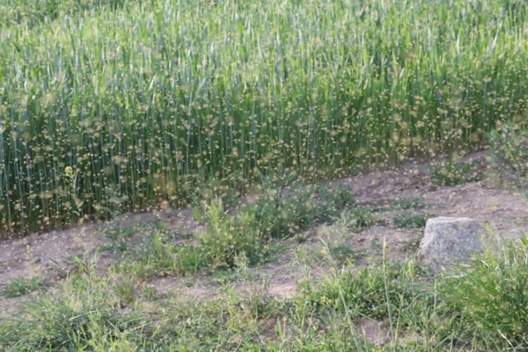 Köylüler çekti Yozgat'a bulut gibi geldiler! Esrarengiz sarı sinek istilası - Resim: 3