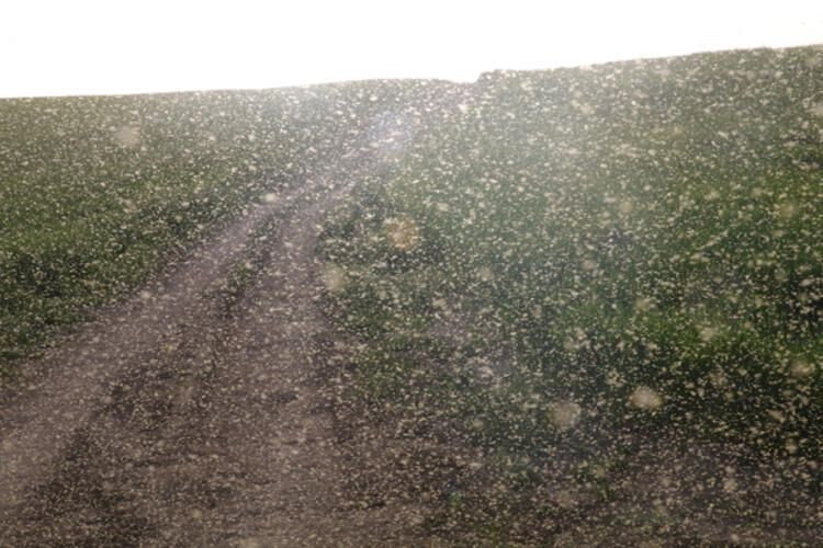 Köylüler çekti Yozgat'a bulut gibi geldiler! Esrarengiz sarı sinek istilası - Resim: 4