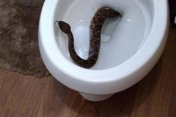 Tuvalette 1 metrelik yılan cinsel organını ısırdı! Hayatının şokunu yaşadı - Resim: 4