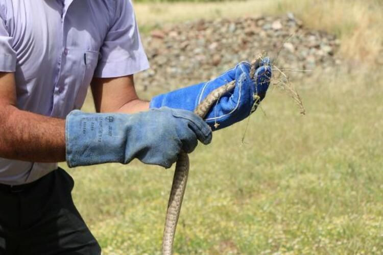 Şanlıurfa'da yılanlar ortaya çıktı çocuğun eli kesilmekten son anda kurtuldu - Resim: 2