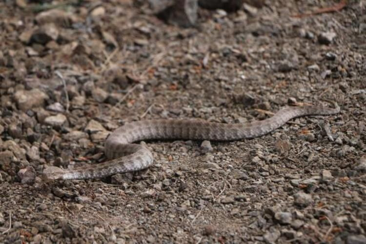 Şanlıurfa'da yılanlar ortaya çıktı çocuğun eli kesilmekten son anda kurtuldu - Resim: 4