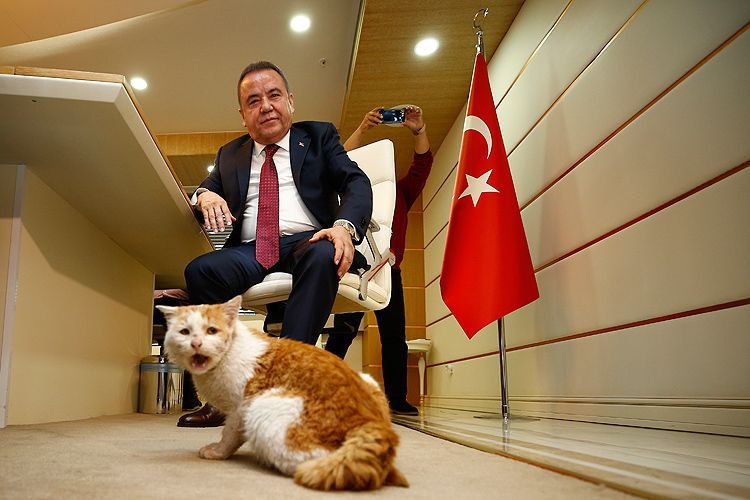 Muhittin Böcek'in talimatıyla sahiplenilmişti! İşte depremzede kedi Toros'un son hali - Resim: 4