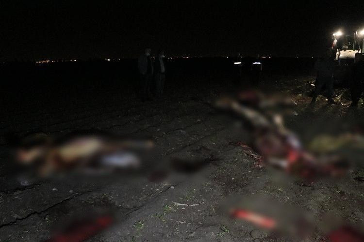 Adana'da polis ekipleri ihbar üzerine gitti korkunç manzarayla karşılaştı kesip parçalamışlar - Resim: 3