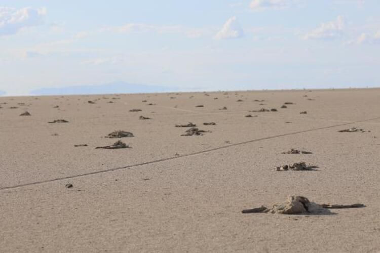 Çiftçiler Tuz Gölü'ne bent çekince yavru flamingolar öldü - Resim: 3