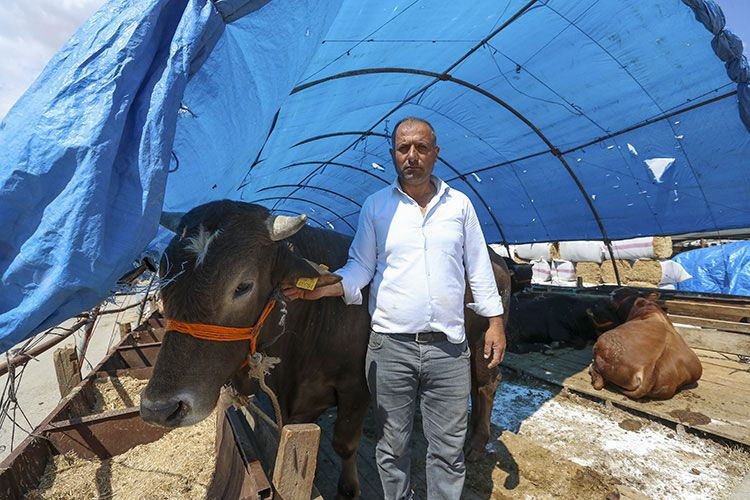 Kurbanlık hayvanlar İstanbul’a giriş yapmaya başladı! İl il küçükbaş ve büyükbaş kurbanlık fiyatları! - Resim: 4