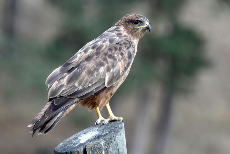 Doğa derneğinden kızıl şahinlere uydudan takip  - Resim: 1