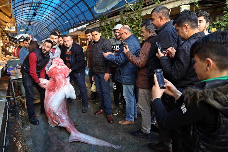 Mersin'de yakalandı tam 4 metre uzunluğunda  - Resim: 3