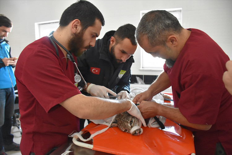 Bakanlık kazazede vaşağı uydudan izleyecek - Resim: 4