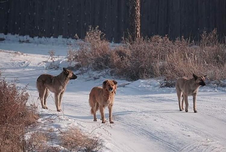 Genç kız kabusu yaşadı yüzünde sadece gözleri kaldı! Korkunç halde bulundu - Resim: 2